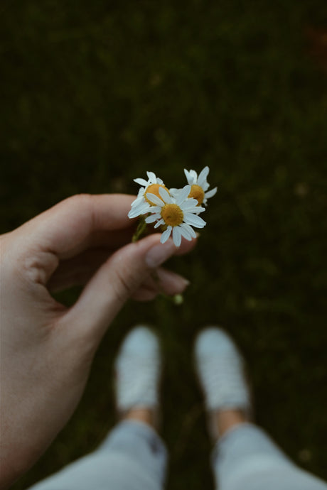 person holding daisy flowers